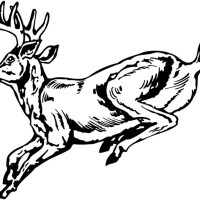 DEER027 Thumbnail